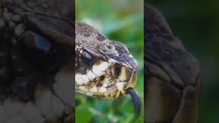 nature  snake  reptile  forest  beautiful scenery  relaxing clip  PT 3  EP 3  🐍🏞️🌄🤩😍🥰❤️💕 [upl. by Merrielle]