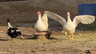 Muscovy duck Pet [upl. by Bari]