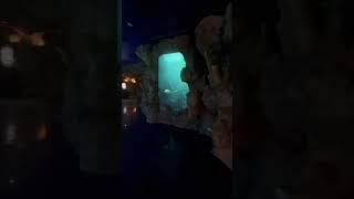 Fakieh aquarium jeddah tahirhakro travel shortvideos ytshorts trending viral youtubeshorts [upl. by Geminius]