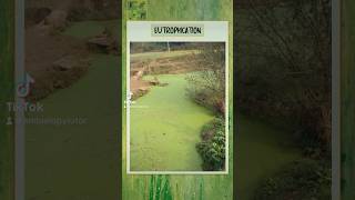 Eutrophication  A level Biology alevelbiology biology highschoolbiology biologystudent ecology [upl. by Chill]