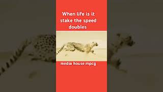 When life is it stake the speed doubles mediahouse mpcg [upl. by Anoo540]