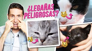 Legañas en gatos 😿  ¿Cuáles puedes limpiar 👌 y cuáles no 🚫 ¿Son dañinas [upl. by Selene499]