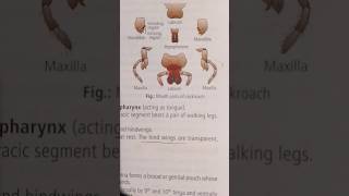 Mouth parts of cockroach biology importantpoints [upl. by Biancha]