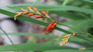 Крокосмия  Монтбреция  Crocosmia  Montbretia [upl. by Eohce]