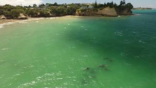 Dolphins with Swimmers at Little Manly  Drone View [upl. by Naux]