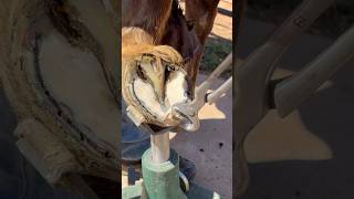 Trimming horse hoof asmr asmr farrier oddlysatisfying equestrian [upl. by Strawn921]