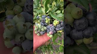 Blueberry Picking in NJ [upl. by Ama]