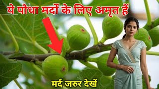 ये पौधा अमृत है आपके 111 रोगों तोड़ हैं  Daad Khaj Khujli ka ilaj Health Benefits Ayurveda in Hindi [upl. by Aivek]