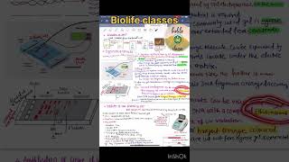 Gel electrophoresis explained in 1 minute Neet2025Biotechnology shorts [upl. by Nitsirt389]