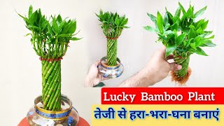 पानी में लगे लुक्की बेम्बू की देखभाल Gudluck plant Lucky Bamboo Care in water [upl. by Smitty]