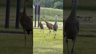 3 Sandhill Cranes [upl. by Hedve371]