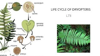 LIFE CYCLE OF DRYOPTERIS Altrnation of genration of Fern Reproduction in Fern L74 [upl. by Bilicki]