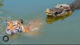 Tiger Vs Crocodile lion Vs Alligator wildlife wild animals [upl. by Aliwt455]