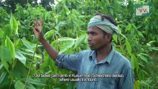 lakh cultivation in Odisha  Mamta Reports for Indiaunheard [upl. by Morrissey]