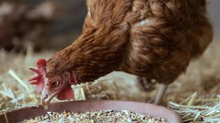 5 Proven Methods to Stop Chicken Feed Wastage [upl. by Esilrac]