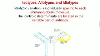 Isotypes Allotypes and Idiotype of Antibody [upl. by Aznecniv]