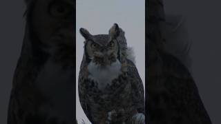 Deep Voice of Great Horned Owl Calling and Hooting [upl. by O'Kelly]