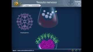 Istologia 22  Nervoso parte 2 [upl. by Llenoil913]