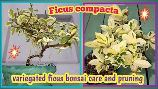 Variegated ficusFicus compacta bonsai care and pruning  Baghwani real terrace gardenBaghwani695 [upl. by Ammon]