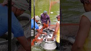 Large Pangasius are Caught by Dragging Nets in Farm Ponds shorts [upl. by Terej]