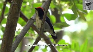 BIRD CALL Male SCARLETBACKED FLOWERPECKER Singapore [upl. by Angeline]