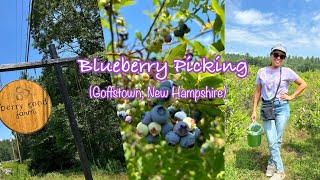 Blueberry Picking  Berry Good Farm  Goffstown  New Hampshire  USA🇺🇸 [upl. by Per941]