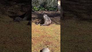 Have you ever had a Baboon say hello to you 🥰 baboon wildlife monkey cuteanimals animallover [upl. by Concepcion]