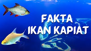 Fakta Ikan Kapiat Manfaat dan Jenisjenisnya [upl. by Hgierb293]