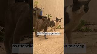 Rescuing two street cats in Brooklyn [upl. by Harmonia]