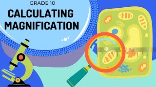 Magnification  How to calculate magnification and actual size [upl. by Ariajay]