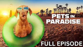 Weiner Dogs To The Rescue  PETS IN PARADISE  Season 1  Episode 13 [upl. by Aurelius735]