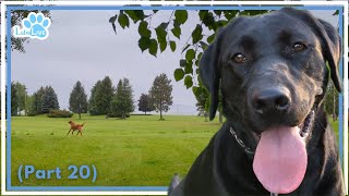 🔴LabsLive🔴 My Dogs 5 Labrador Retrievers [upl. by Thunell]