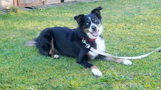 Vergabefilm FLASH  15 Jahre junger Australian Shepherd [upl. by Adigirb]