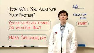 Protein Analysis  Gel Staining Western or Mass Spec [upl. by Ellesig918]