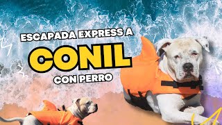 👉🏼 ESCAPADA A CONIL CON PERRO EN CAMPER 🐶🌊 Sendero de los acantilados de Roche [upl. by Nylessoj]