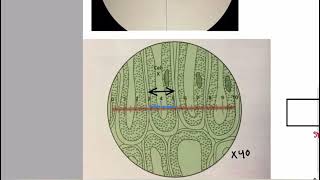 Eye piece graticule and stage micrometer part 1 Basics  Cell structure AS Level Biology [upl. by Yedsnil]