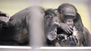 Sanctuary chimpanzees spend time grooming [upl. by Suravat]