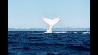 Migaloo  White Whale spotted on board Spirit [upl. by Belda]