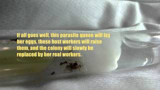 Phase 1 Successful  Introducing Parasite Queen Lasius claviger to Host Workers Lasius neoniger [upl. by Yruj]