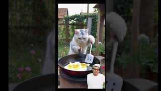 El gato chef prepara huevos al arroz gatos arroz chef cocina [upl. by Rozina]