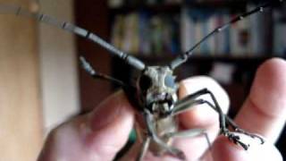 Chirping Longhorn Beetle [upl. by Lindell]