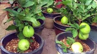 WOW Strange Guava Fruit Trees in Pots  How to plant and grow guava fruit tree in a pot [upl. by Seow]