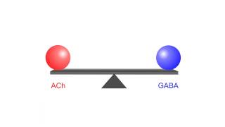 Synaptic Competition Shapes Neuronal Dendrites [upl. by Anilatac]