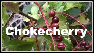 Chokecherry Prunus virginiana Permaculture Walk  Ninja Gardening  Episode 14 [upl. by Mackler520]