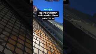 Marsiglia topo banchetta nella vetrina di una panetteria [upl. by Notgnihsaw]