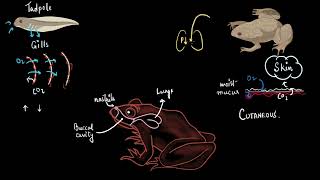 Frogs respiratory system  Structural organisation in animals  Class 11 Biology  Khan Academy [upl. by Aihseym681]