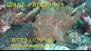 Diving Giant frogfish bites lionfish Ouch [upl. by Ilanos224]