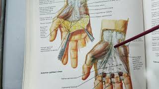 Anatomy palmar aponeurosis hand compartments palmar spaces HAND 3 [upl. by Eirrahs803]