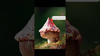 Mushrooms life 😱🔥shorts mushroom kingdomfungi shirazivillagevlog [upl. by Dloreh]