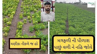 મગફળી ની પીળાશ agriculture પાછું વળી જોવે તો નહિજ farming gondal સૌરાષ્ટ્ર groundnut [upl. by Nediarb256]